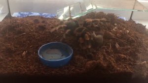 Паук ест мышь / spider eating mouse