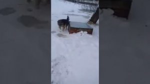 с.  Курьи Сухоложского района