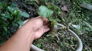 BONSAI WORKSHOPS UPDATE || TUGAS || HIBISCUS TAIWAN ||ARGAO