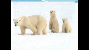 Где живут белые медведи
