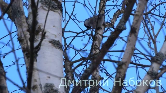 Буроголовая Гаичка смотреть онлайн