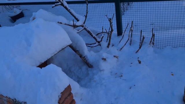 Молокозависимые зайцы и избалованная Джасти смотреть онлайн