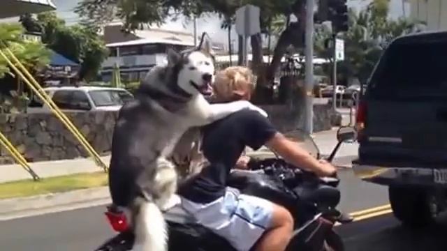 Хаски любят скорость)))!! смотреть онлайн