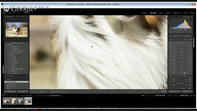 Better fur with Lightroom brushes смотреть онлайн