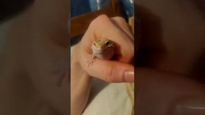 Как рычит эублефар