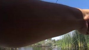 Рыбалка, Речные монстры 2 сезон Ловля змей головы.Рыбалка в Алматы!!!