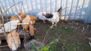 Курочки молодки, встреча с петухом. Мошкара в городе...