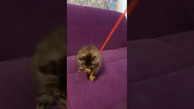 Ирбис пушистик с помпончиком смотреть онлайн