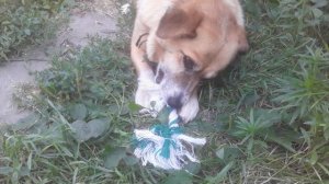 РЕАКЦИЯ 😊 ПЁСИКА 🐕 на НОВУЮ ИГРУШКУ