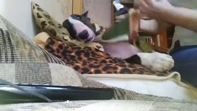 Мастер-класс по стрижке когтей от Кузнечика смотреть онлайн