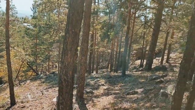 Нашел убежище в лесу!!! Поиск с металлоискателем по следам старых охотников.