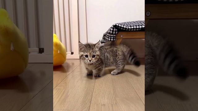 Жестокое нападение ???
