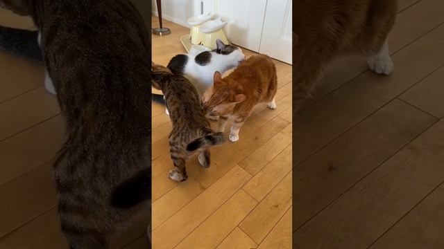 Кошачьи нежности)))