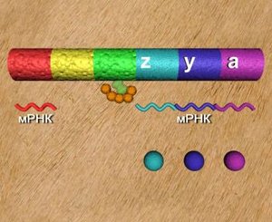 СТРУКТУРА ЛАК-ОПЕРОНА