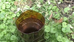 Осы атакуют виноград. Надежные меры борьбы и защиты