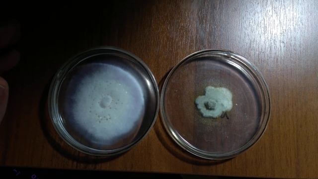 Chaetomium Cupreum, Gliocladium Catenulatum смотреть онлайн