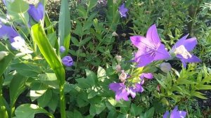 Ширококолокольчик Алина хозяйка