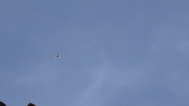 Голуби! 10 мая 2017 года! -1. смотреть онлайн