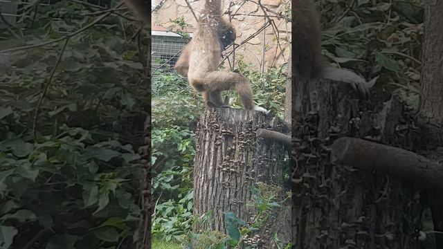 детеныш гиббона видео из зоопарка летом 14 августа 2023 смотреть онлайн