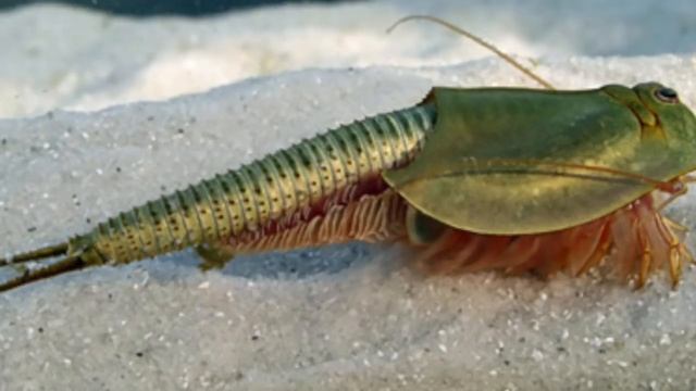 Giant Godzilla Triops Explained смотреть онлайн