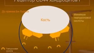 Нильс Душек  о создании Би-Лурона - гиулорон- хондроитинового комплекса.