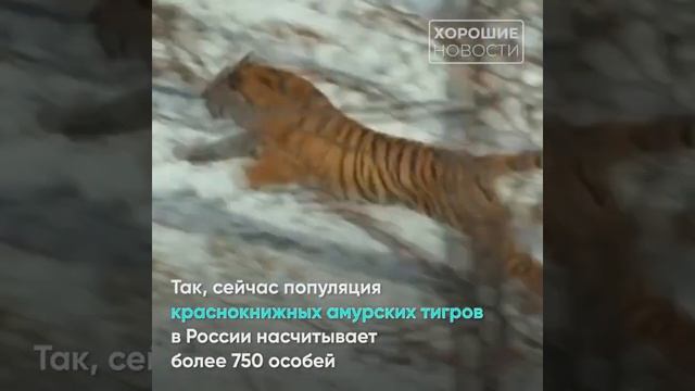 Как в России восстанавливают популяцию редких видов животных смотреть онлайн