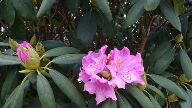 "СНИЛСЯ МНЕ САД"... (Фото Елены Алояровой (Краснодар) - Vertinsky (Remix by Cosmos Sound Club)) смотреть онлайн