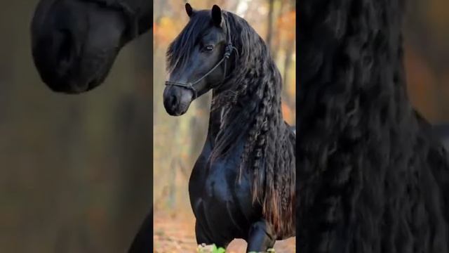 Incredible Appaloosa Horse / Невероятная пятнистая лошадь чубарой масти Аппалуза / Sweet Appaloosa