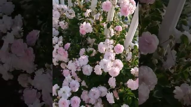 Плетистая роза Paul's Himalayan Musk (Полс Хималайэн Маск). Ниспадающий каскад цветов!