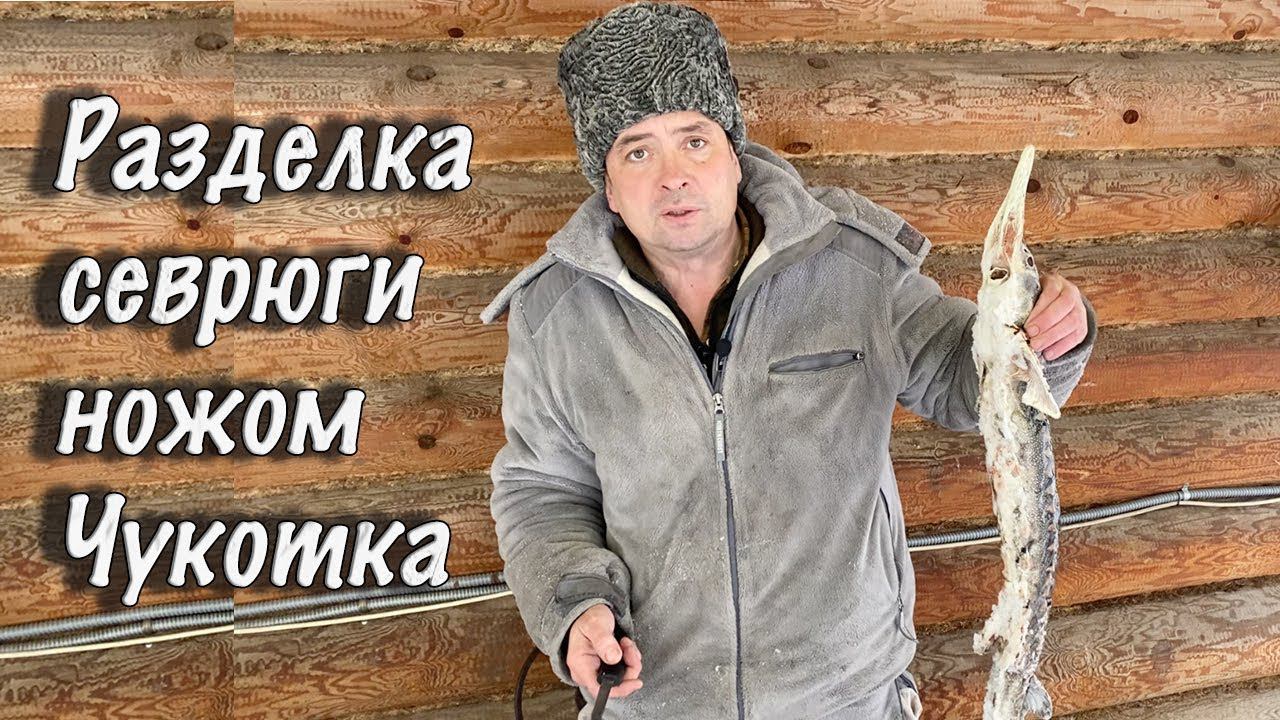 Разделка севрюги ножом Чукотка. Разделка осетрины.Русский Булат