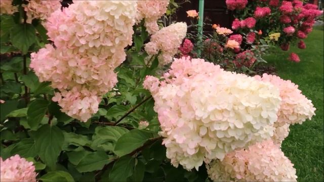 ВОЛШЕБНЫЕ ГОРТЕНЗИИ. ЛУЧШИЕ ОБИЛЬНО ЦВЕТУЩИЕ С КРУПНЫМИ СОЦВЕТИЯМИ МЕТЕЛЬЧАТЫЕ ГОРТЕНЗИИ смотреть онлайн