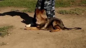 Первые шаги в послушании щенка немецкой овчарки -2