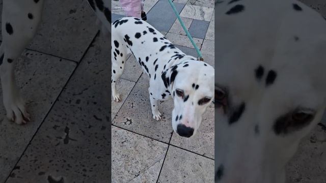 Dalmatian dog