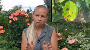 Обзор роз Усыниных. ЛМР на моих розах!