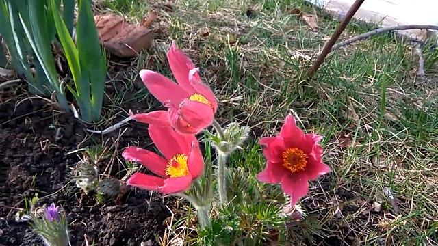 Подснежники / пульсатилла / Прострел / Сон-трава / Pulsatilla / Сад ORION смотреть онлайн