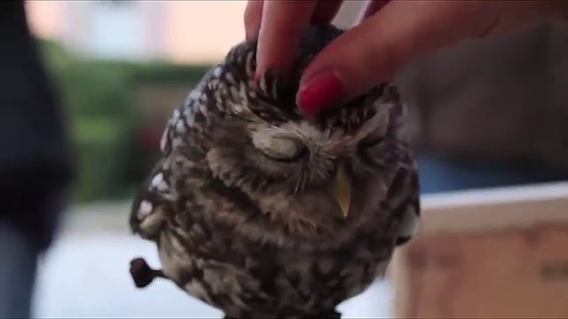Самое милое видео в НОВОМ 2016 ГОДУ, как правильно гладить сову. смотреть онлайн