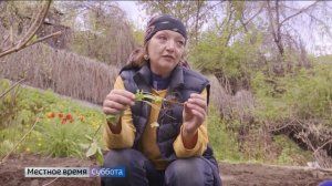 Какие полезные травы мы можем не заметить в обычной жизни