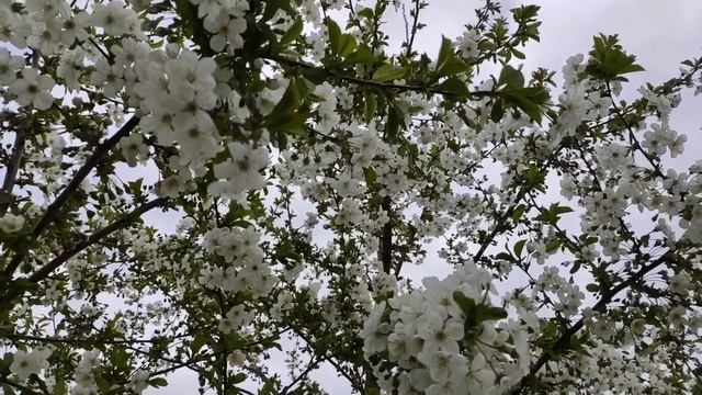 Секреты огромных урожаев вишни и черешни.  Агротехника выращивания