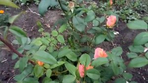 Роза двухлетка. Сорт "Нобилис".