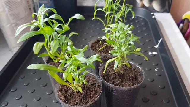 Черенки от Агрофирмы Виола/Чем реанимировала, чем обрабатывала/Альтернатива АгроВиоле смотреть онлайн