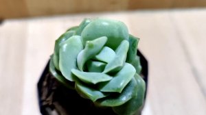 How To Care For Graptoveria Lovely Rose Succulent || How To Grow & Propagate Graptoveria Lovely Ros