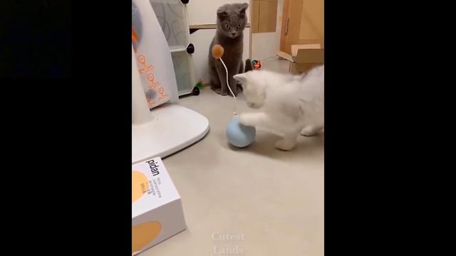 КОТЫ ПРИКОЛЫ 2021 ЛУЧШИЕ ПРИКОЛЫ С ЖИВОТНЫМИ#мемы #смешныеживотные #коты #кошки #смешныекоты #топко