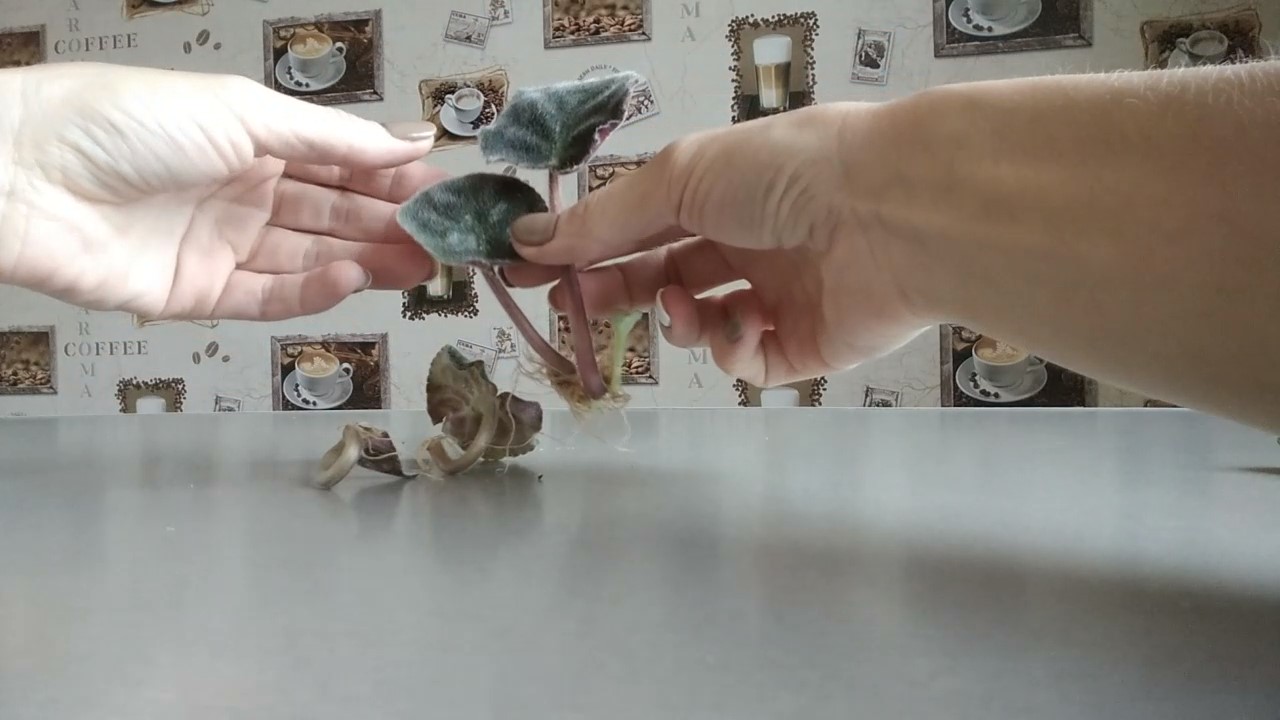 Фиалки преодолели 3000км.. Выживут или нет? Подарок с Ялты. смотреть онлайн