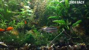 ПЕЛЬВИКАХРОМИС ПУЛЬХЕР ПОПУГАЧИК! БРАЧНЫЕ ТАНЦЫ САМКИ И САМЦА!