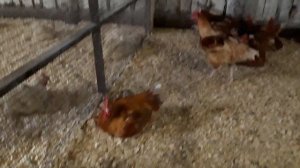 Цветной бройлер sasso xl 551 3мес и 22дня!