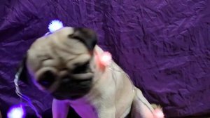 🐾ASMR pug | АСМР звуки мопса🐾