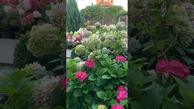 #hydrangeas #beautiful #hortensia #flower #garden #сад #гортензия #macrophylla #ukraine