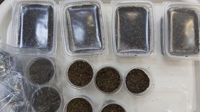 Пеларгония зональная. Выращивание из семян.