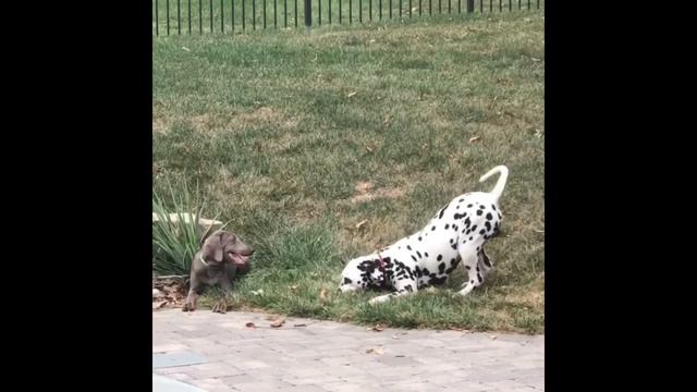 All about the Dalmatian Dog Breed - History, health, care, lifespan & training смотреть онлайн