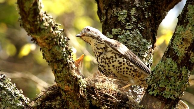 Дрозд деряба Turdus viscivorus Дрозды кормят птенцов гнездо дрозда